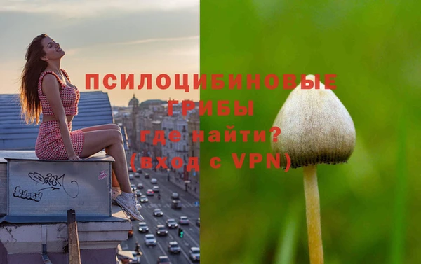 хмурый Аркадак